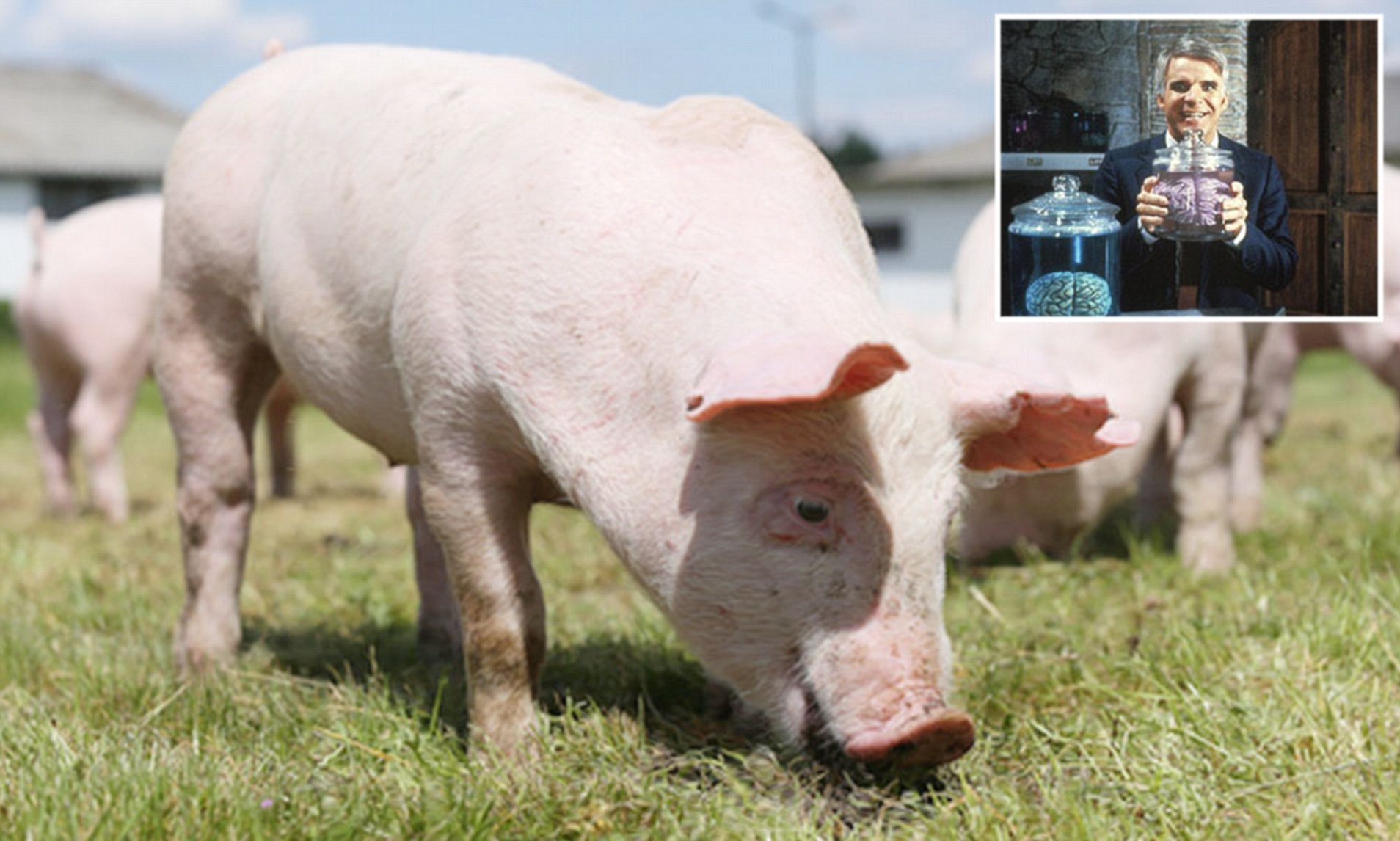 Cruel experimento mantiene cerebros de cerdos vivos FUERA de sus cuerpos para buscar la inmortalidad humana