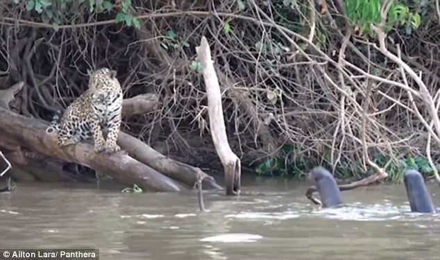 Nutrias gigantes sorprenden ahuyentando a Jaguar en un insólito caso de vida salvaje (Video)