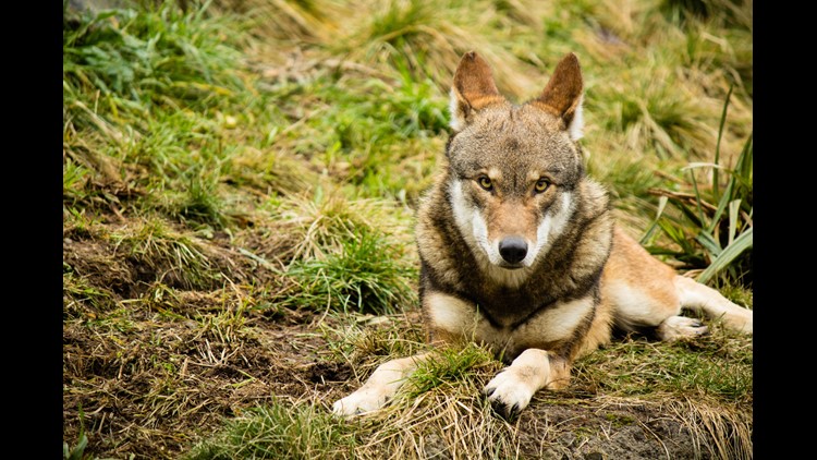 Lobos rojos salvajes podrían desaparecer dentro de una década, advierten expertos pues solo quedan 40