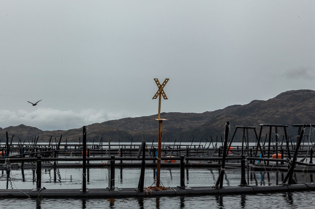 Comunidades kawesqar dan duro golpe a la industria salmonera en la Patagonia