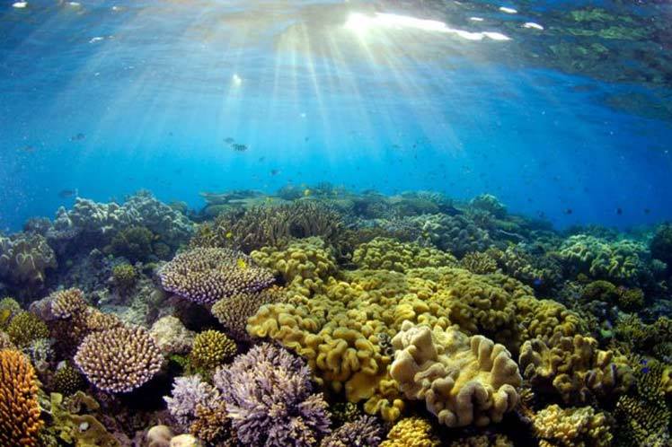Ola de calor afecta barrera de corales australianos