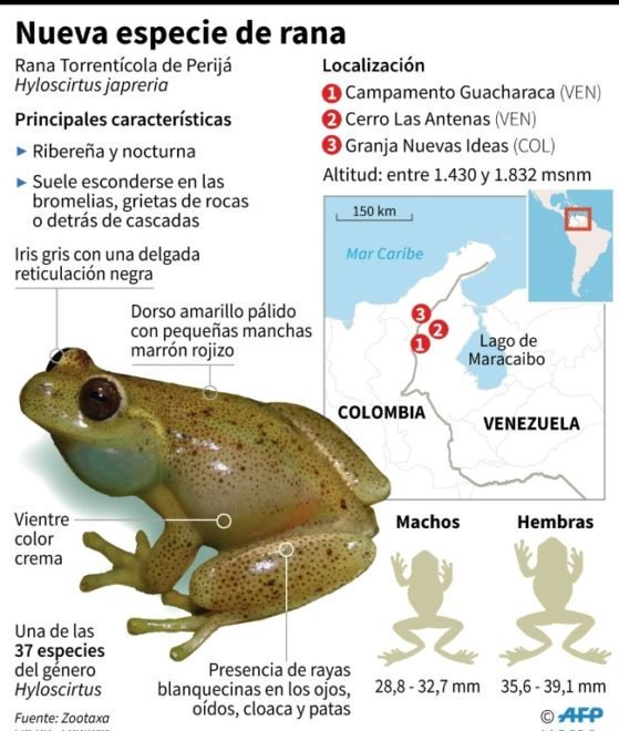 Científicos descubren nueva especie de rana en Venezuela