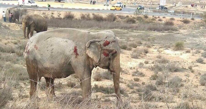 Accidente de un camión de circo ocasiona la muerte de un elefante en España (+video)