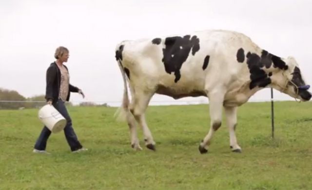 Vaticinan científicos: en 200 años el animal más grande del planeta será la vaca