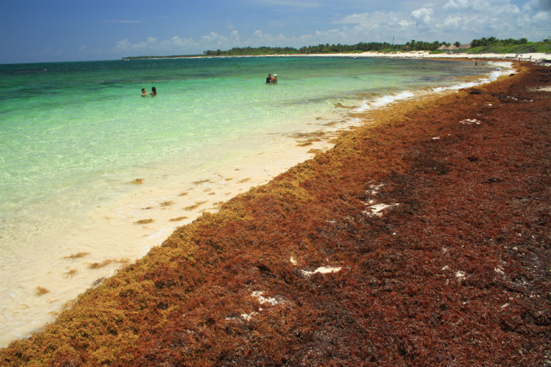 Gobierno evalúa retorno de algas marrones a República Dominicana