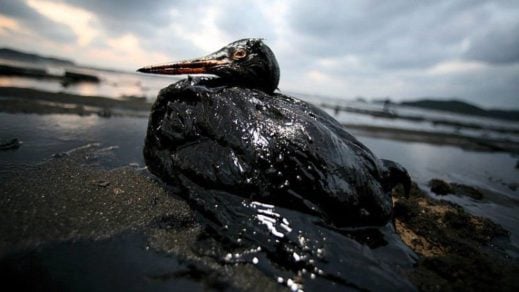 Una bacteria-come-petróleo podría llegar a usarse para limpiar derrames masivos