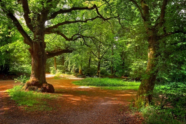 Realizan inventario de bosques en República Dominicana