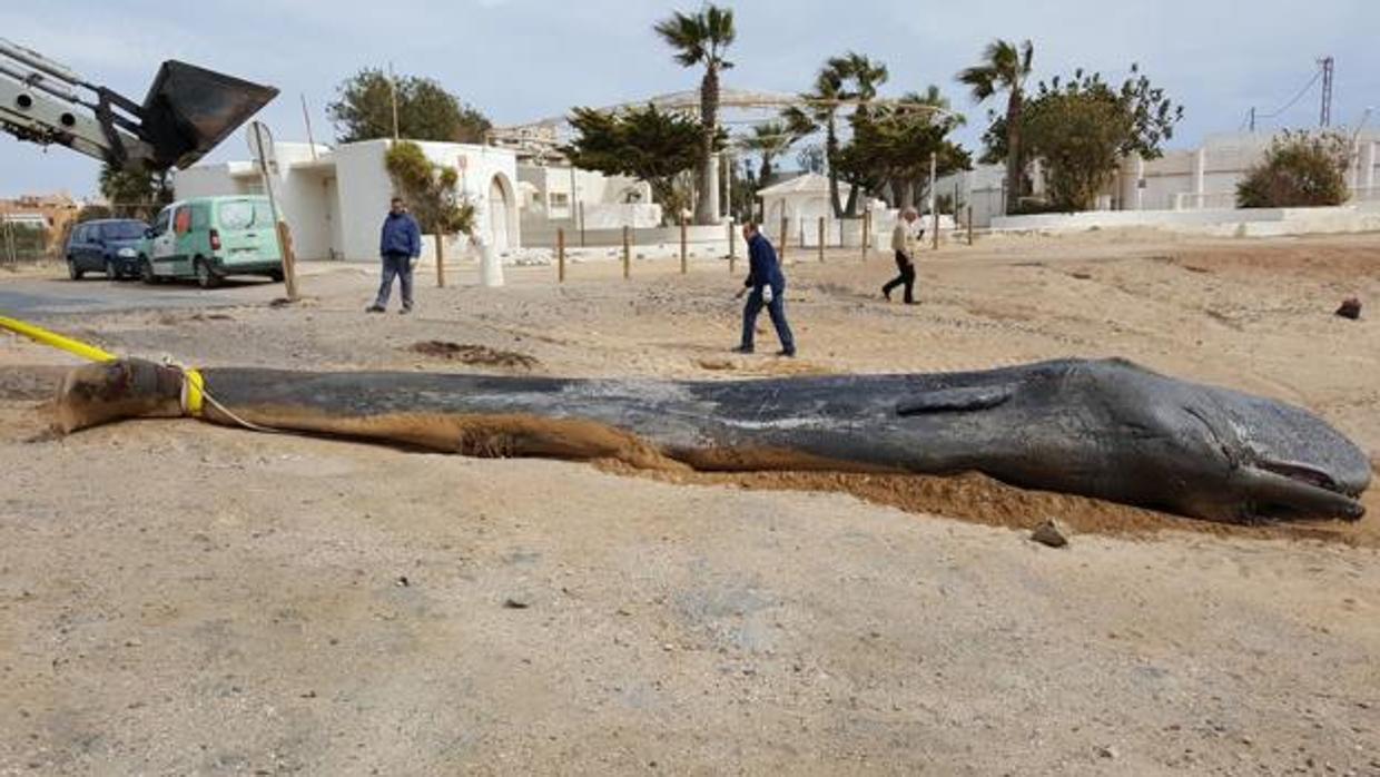 Una peritonitis mató al cachalote encontrado cerca de Cabo de Palos