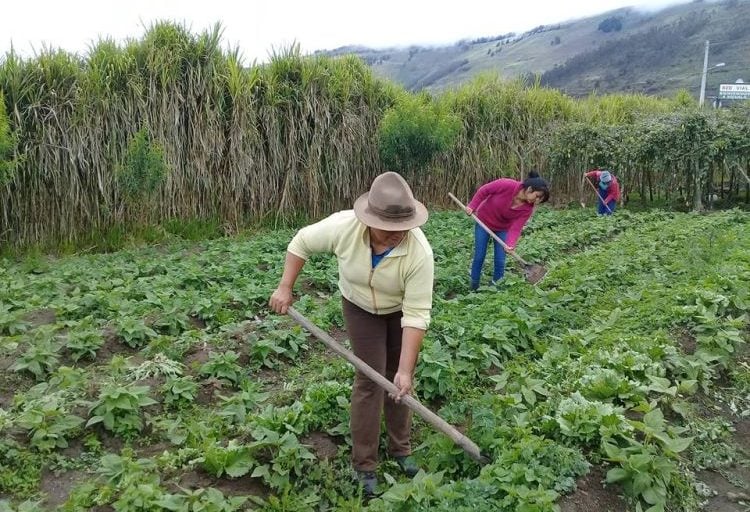 La desigualdad en tierras: Una amenaza para el sector campesino en Colombia