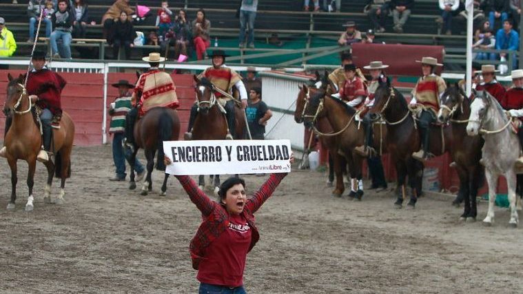 Partió debate de proyecto de ley que considera el rodeo como maltrato animal