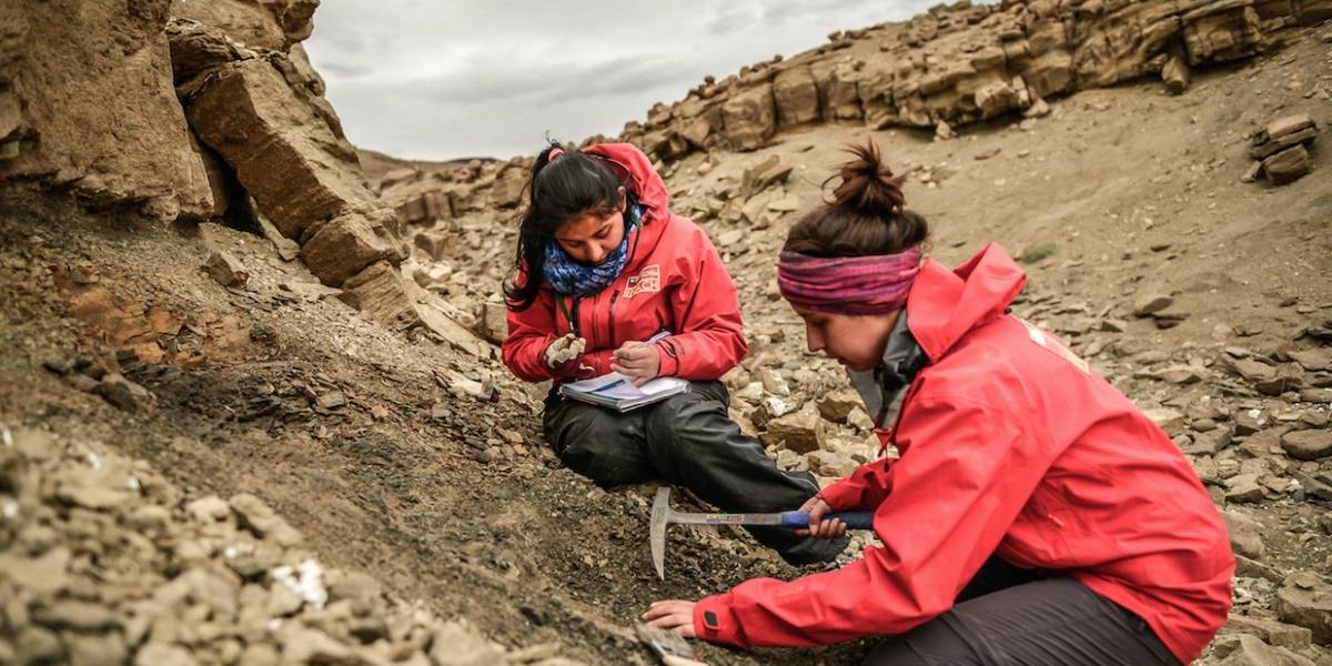 Encuentran los restos intactos de un dinosaurio en Magallanes: sería uno de los más australes y una nueva especie para Chile