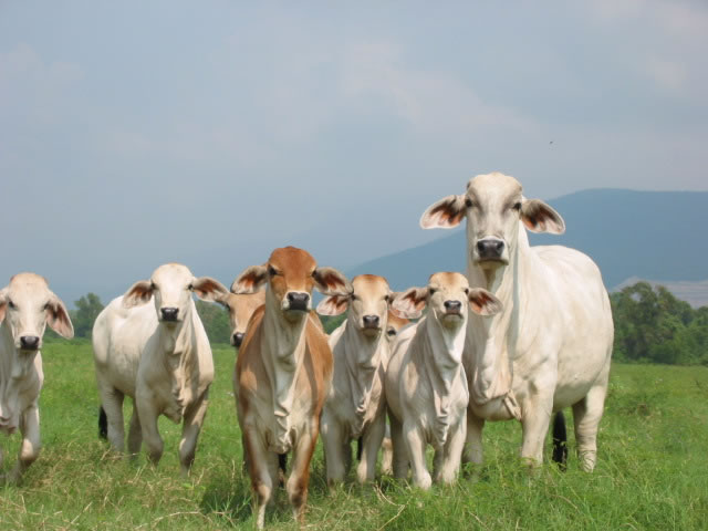 Gobierno colombiano confirmó sacrificio de 15 bovinos con aftosa en Arauca
