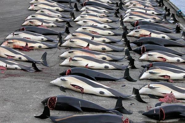 Tres barcos de Japón cazaron 333 ballenas en Antártida