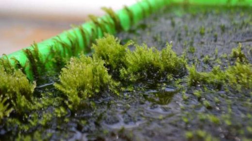Descubren un musgo que purifica el agua contaminada con arsénico