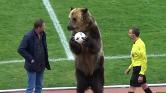 Condenan utilización de oso en el «saque inicial» de un partido de fútbol en Rusia
