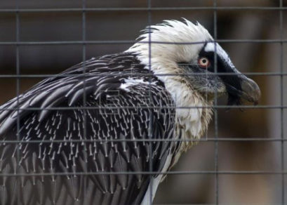especie importante en la provincia