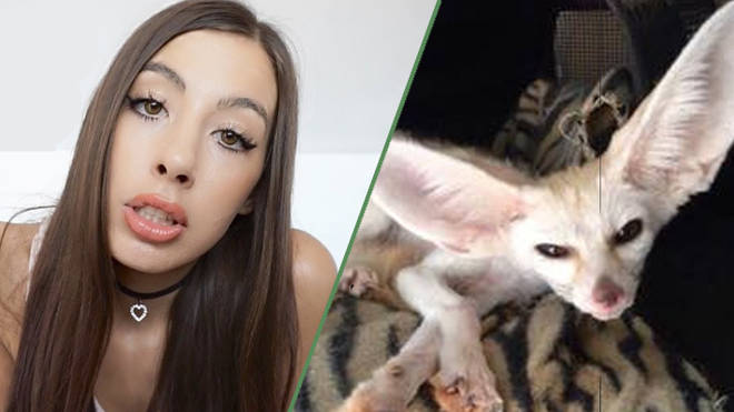 Youtuber se llena de críticas tras torturar a su zorro con comida vegana