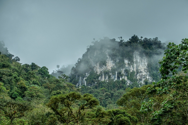 Piden que bosque amazónico de Perú sea declarado área de conservación