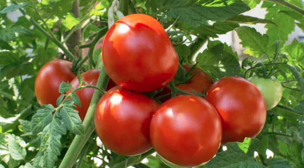 Científicos de la U. de Talca determinan que los residuos de tomate combaten la trombosis