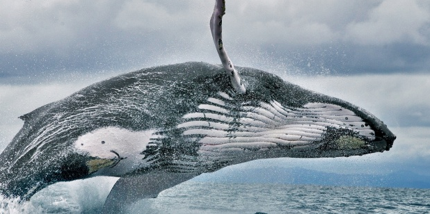 Investigaciones registran aumento en el número de ballenas jorobadas en la Antártica