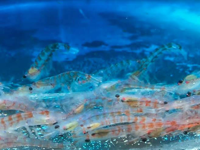 Kril, el crustáceo clave para la Antártica: científicos preparan su próximo gran censo