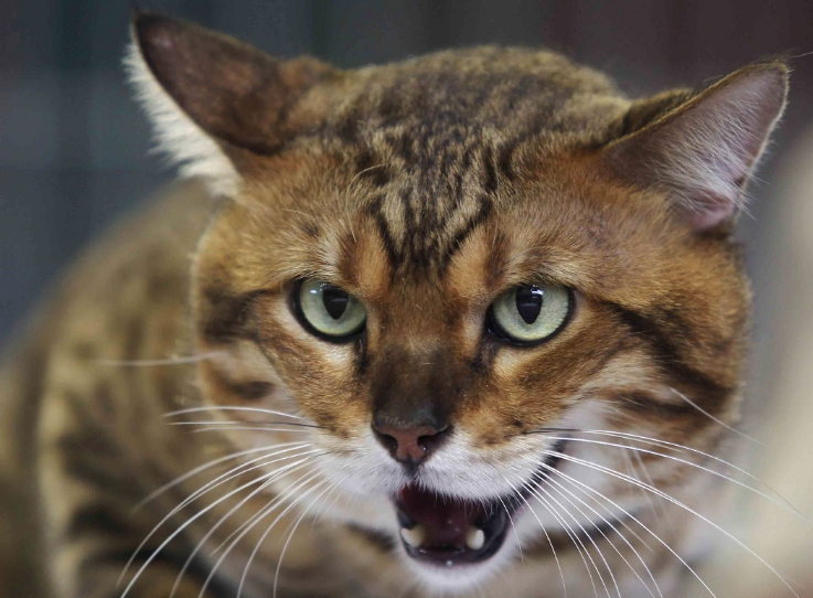 Captan inéditas imágenes de gato Colocolo en la Reserva Nacional Lago Peñuelas