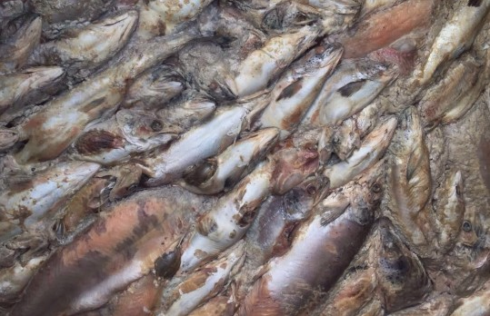 Corte Suprema acoge recurso por vertimiento de salmones en la región de Los Lagos