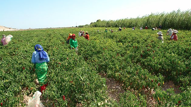 Reportaje revela que “boom agroexportador” peruano está dejando sin agua a Ica