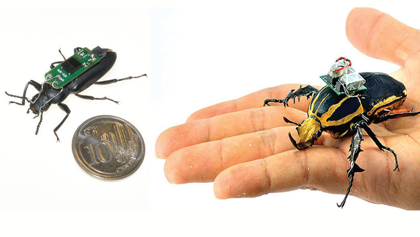 Científicos convierten escarabajos en mini drones