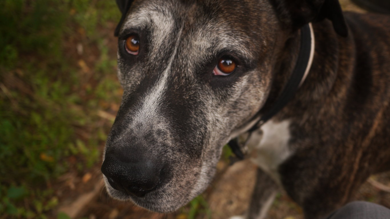 Una treintena de perros fueron envenenados en Calama: ya van 17 de ellos muertos