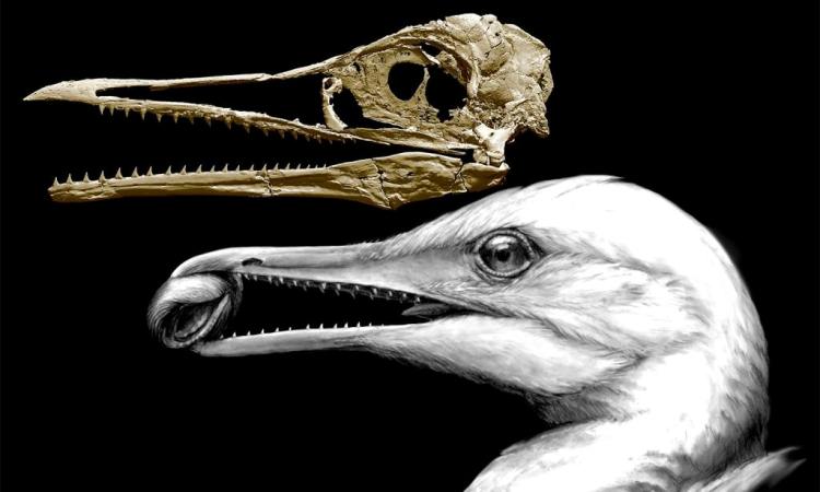 Nuevos fósiles revelan cómo evolucionó el dinosaurio para convertirse en pájaro