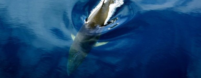 Japón mató a 120 ballenas antárticas preñadas este año