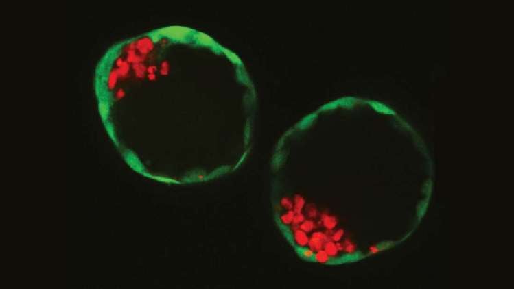 Investigadores han creado embriones sintéticos sin usar óvulos ni espermatozoides
