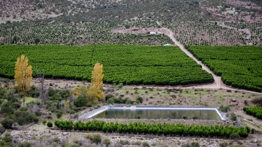 Sequía: Alcalde de Petorca pide prohibir plantación de paltos y cítricos