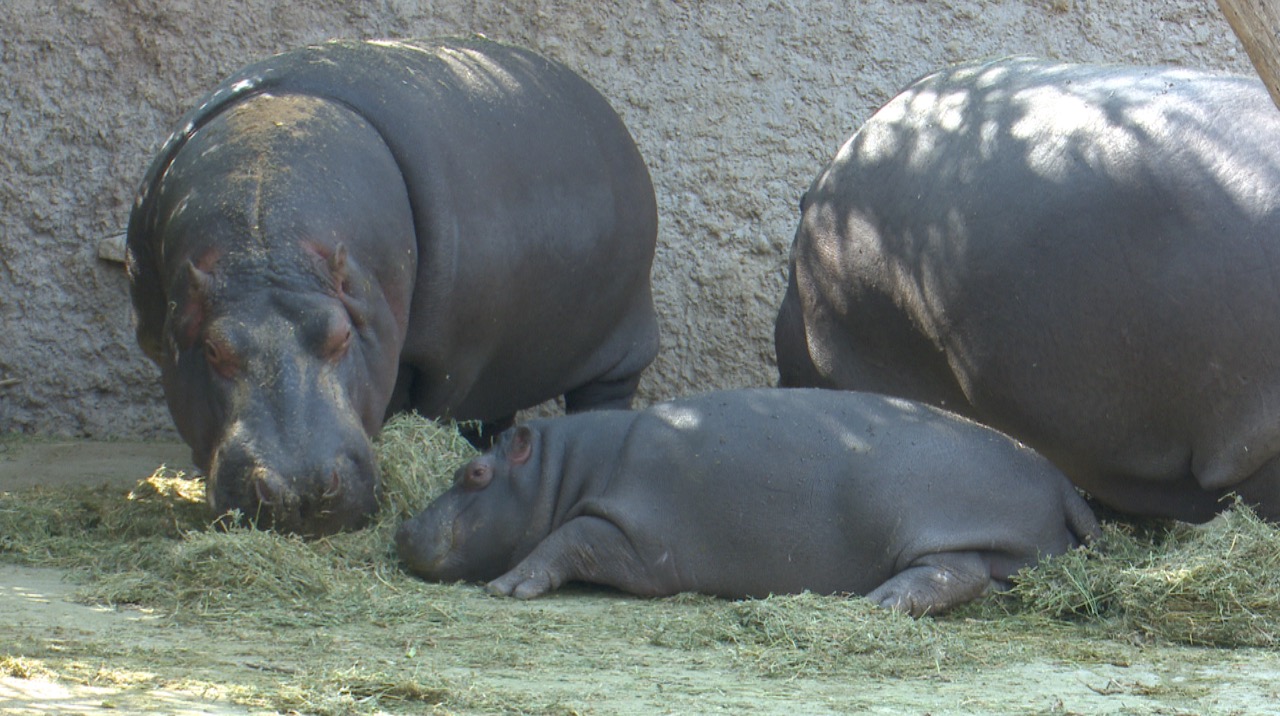 El desecho de hipopótamo causa la muerte de peces en el río Mara de África