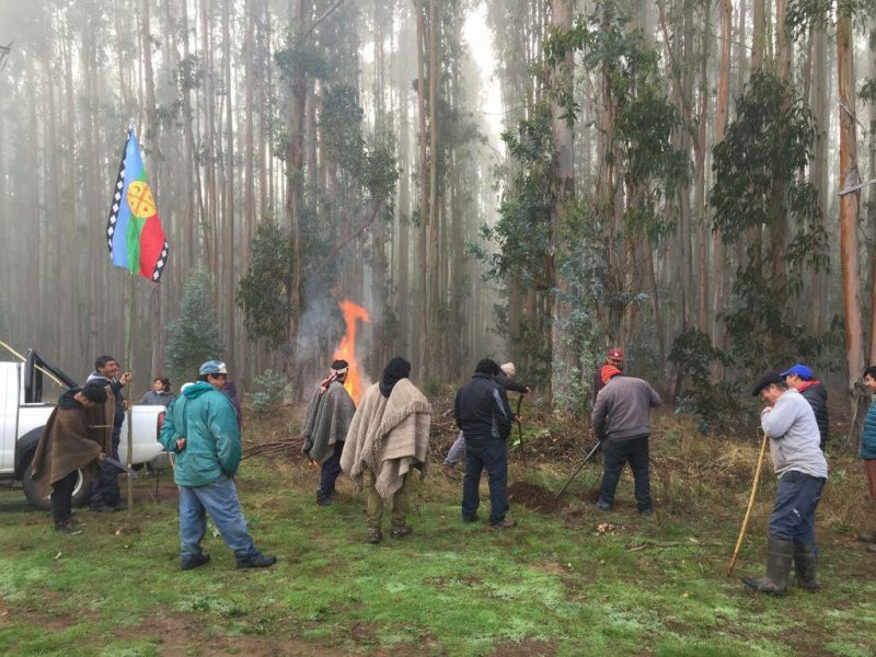 Chol-Chol: Comunidad Koiwe Painemal retoma recuperación a fundo ocupado por forestal Probosque