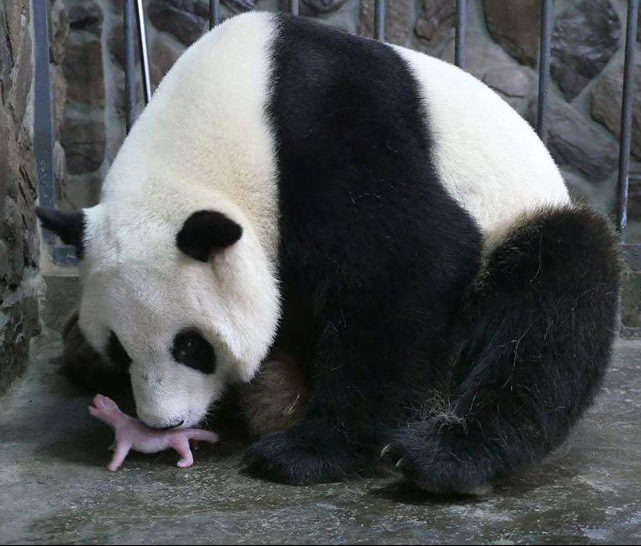 Nacen las primeras gemelas panda en cautiverio