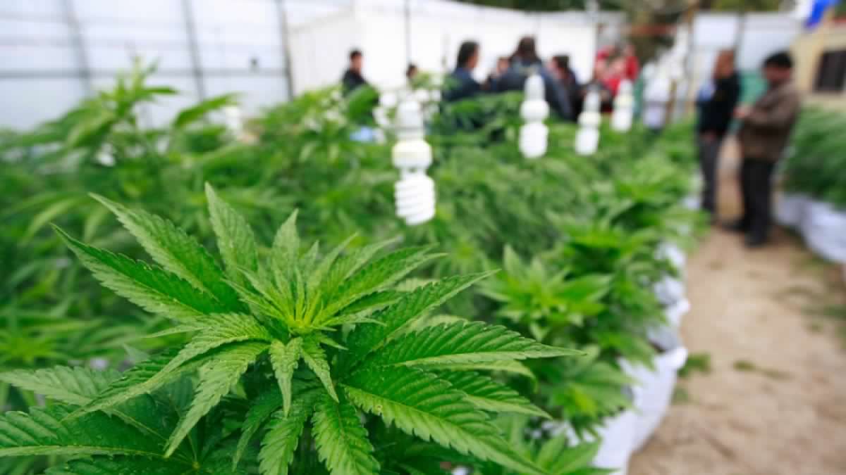 Fundación Daya y estudio que cuestiona utilidad medicinal de la cannabis: «Hay que basarse en las evidencias que son conocidas»