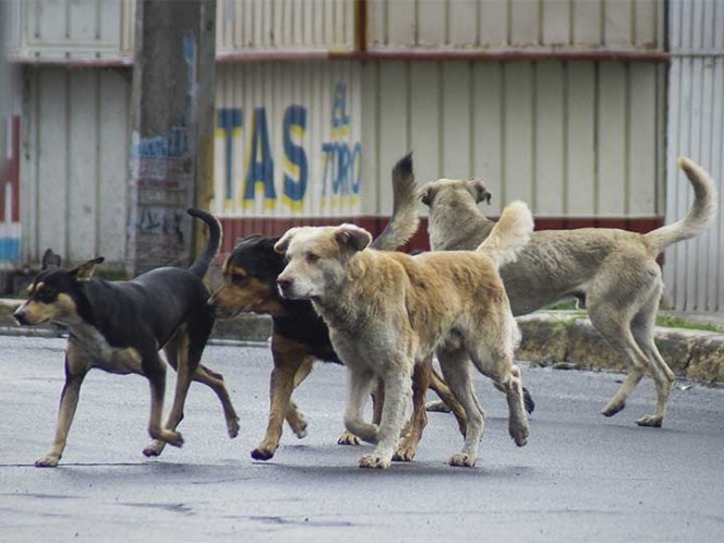 Jauría de perros callejeros ataca a adulto mayor en San Pedro de la Paz