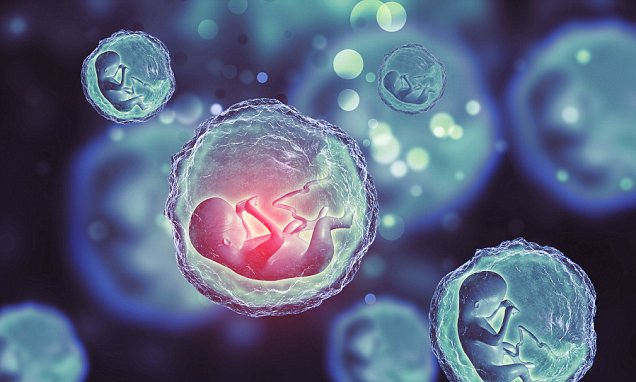 Científicos crean un embrión a partir de células madre sin óvulo o esperma en una investigación ‘controversial’