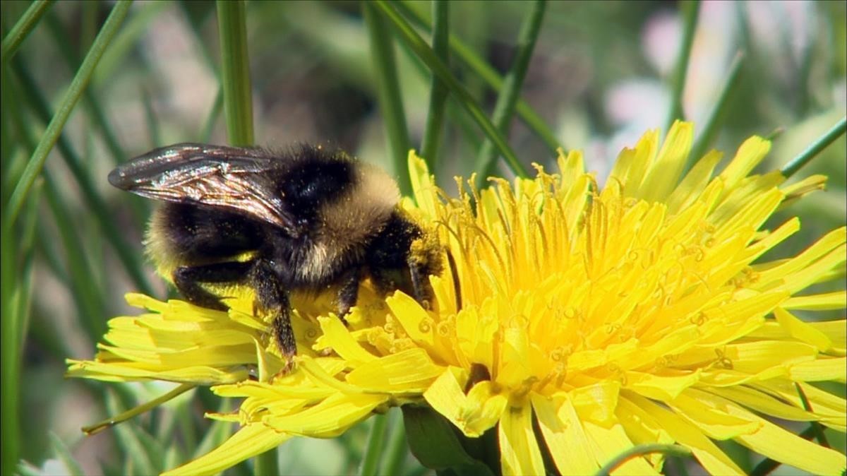 Apicultores y organizaciones exigen al Gobierno proteger a las abejas de insecticidas