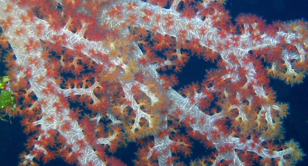 Arrecife artificial promete ser el más grande y famoso del mundo