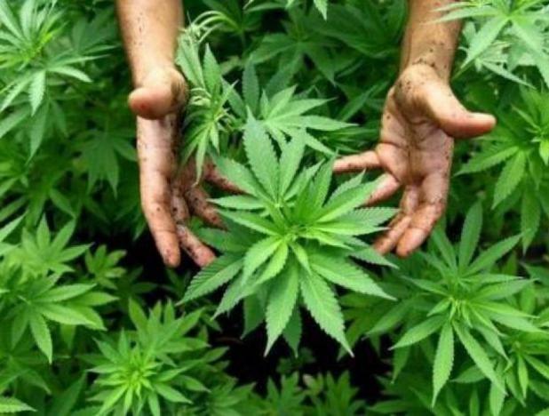 Canadienses podrán consumir y producir cannabis