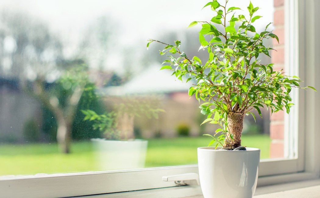 Las mejores siete plantas para purificar el aire en el hogar