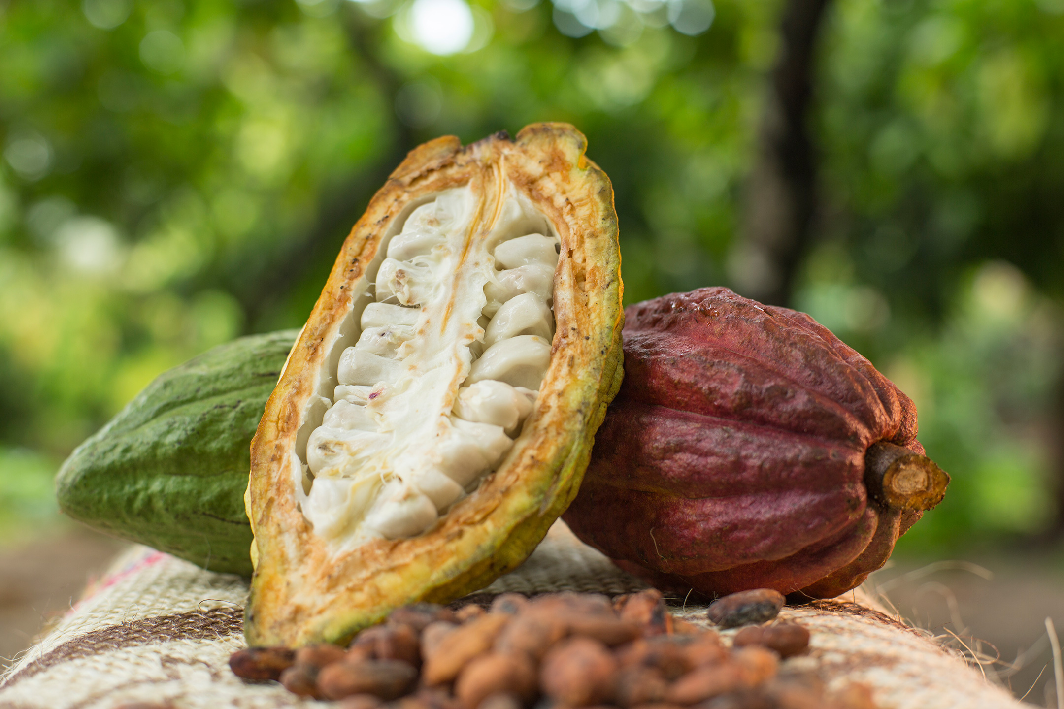 Venezuela incrementará la fruta tropical con que se produce el chocolate