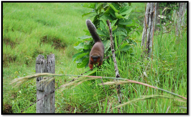 Deforestación pone en peligro de extinción al mono Titi del Caquetá