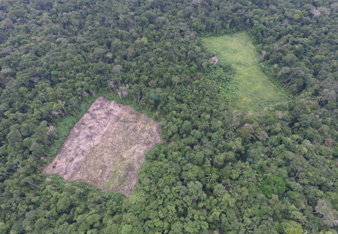 Cultivo de coca deforestó más de 2 millones de hectáreas de bosque en Perú