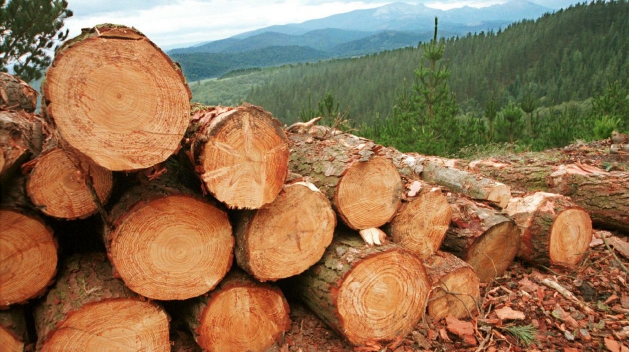 La deforestación arrasó 219 mil hectáreas de bosques colombianos