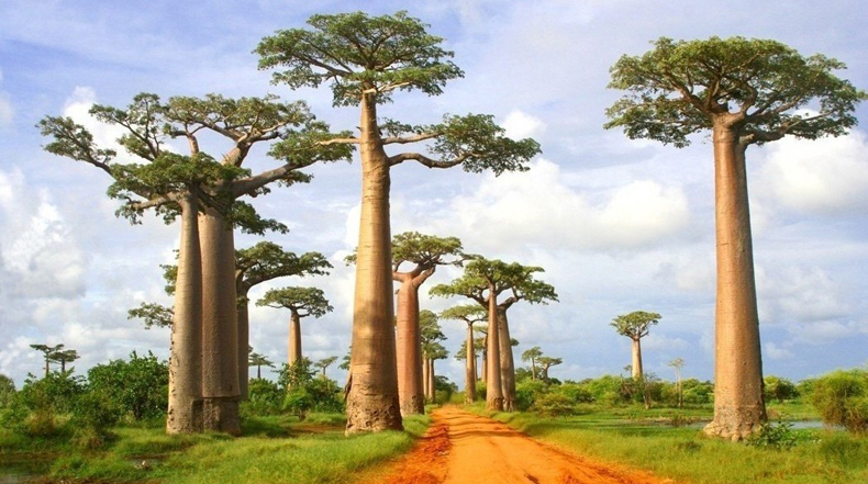 ¿Por qué están muriendo los árboles milenarios africanos baobab?