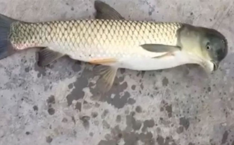 Sorprendente: Pescan en China una criatura mitad pez mitad ¿paloma? (+vídeo)